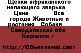 Щенки африканского нелающего зверька  › Цена ­ 35 000 - Все города Животные и растения » Собаки   . Свердловская обл.,Карпинск г.